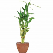 Brussel's Lucky Bamboo 7 Stalk Curly - Small - (Indoor)   552967627